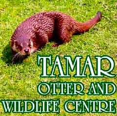 Tamar Otter Sanctuary