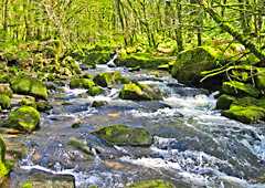 Golitha Falls